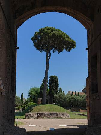 Baum durch ein Tor - Latium (Rom) (Rom)